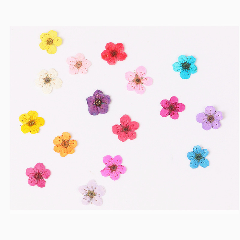 Resin Art Baby - 60 Buah Mini Dipencet Kering Narcissus