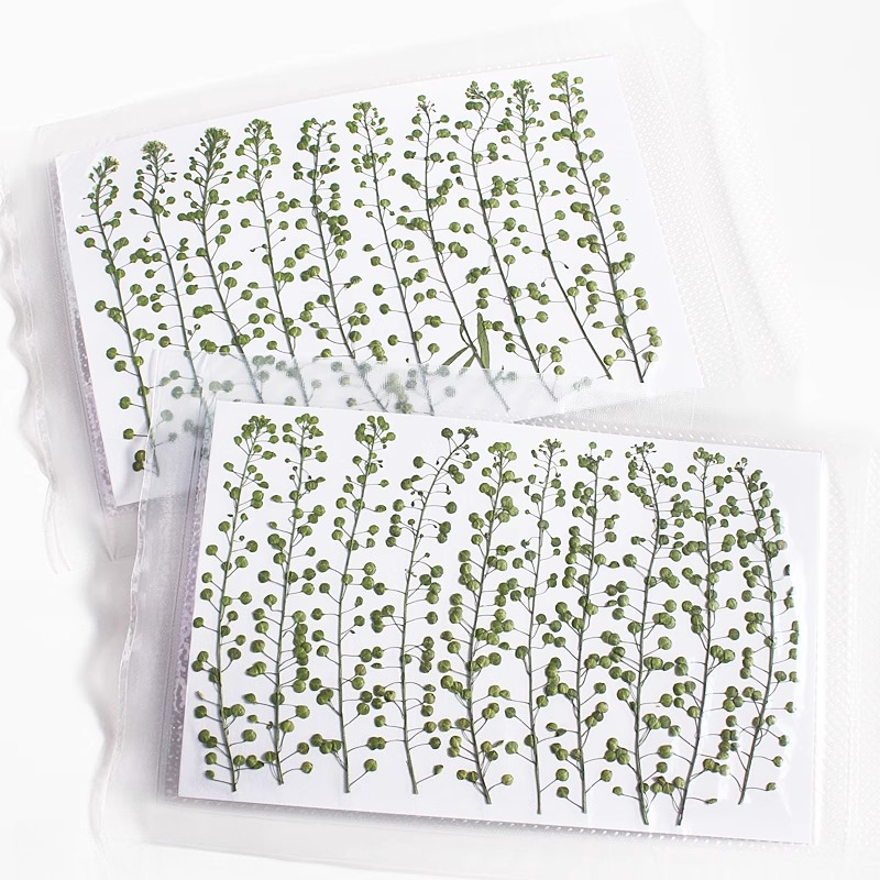 Bunga Rumput Lonceng Hijau Ala - Resin Art Baby ulasan dan harga