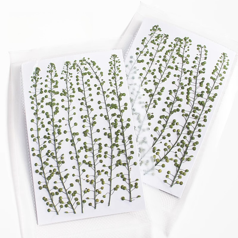 Bunga Rumput Lonceng Hijau Ala - Resin Art Baby ulasan dan harga