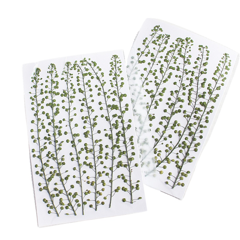 Bunga Rumput Lonceng Hijau Ala - Resin Art Baby ulasan dan harga