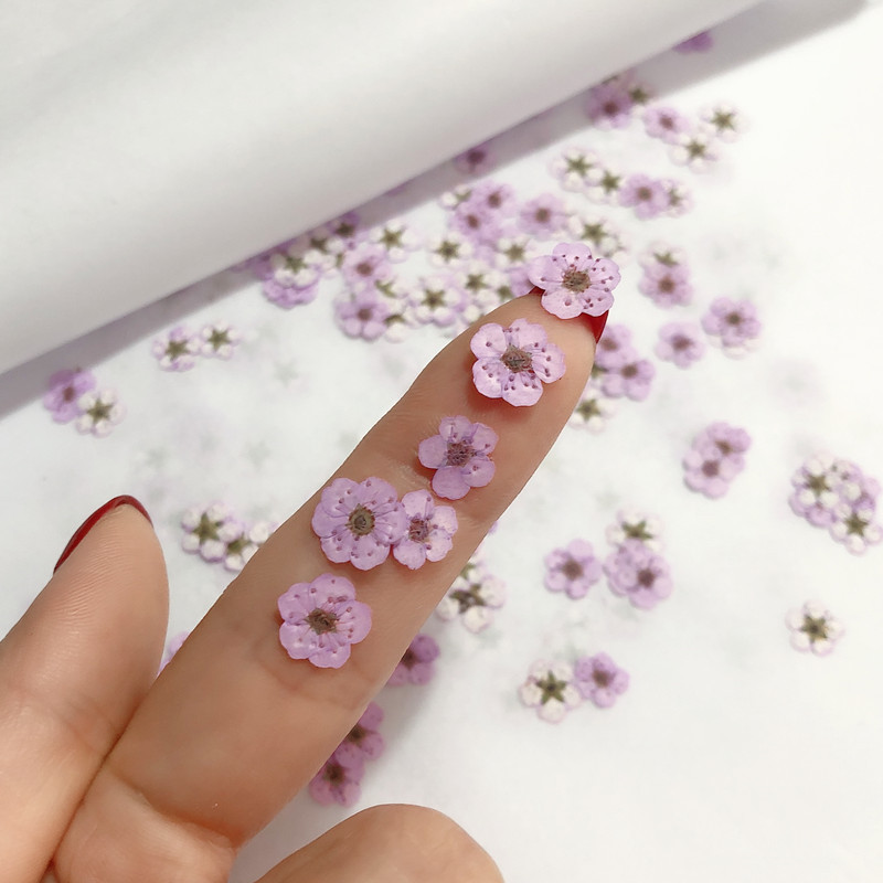 60 Buah Mini Dipencet Kering N - Resin Art Baby ulasan dan harga