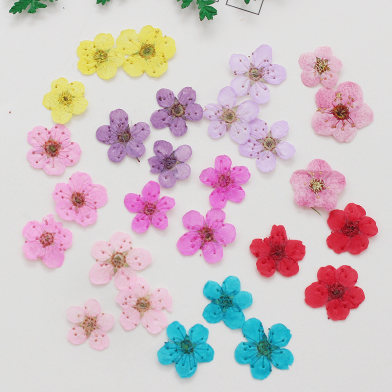 60 Buah Mini Dipencet Kering N - Resin Art Baby ulasan dan harga