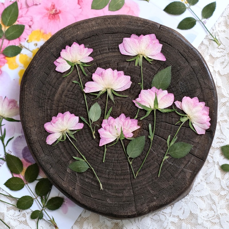 12pcs, Bunga Kering Asli untuk - Resin Art Baby ulasan dan harga