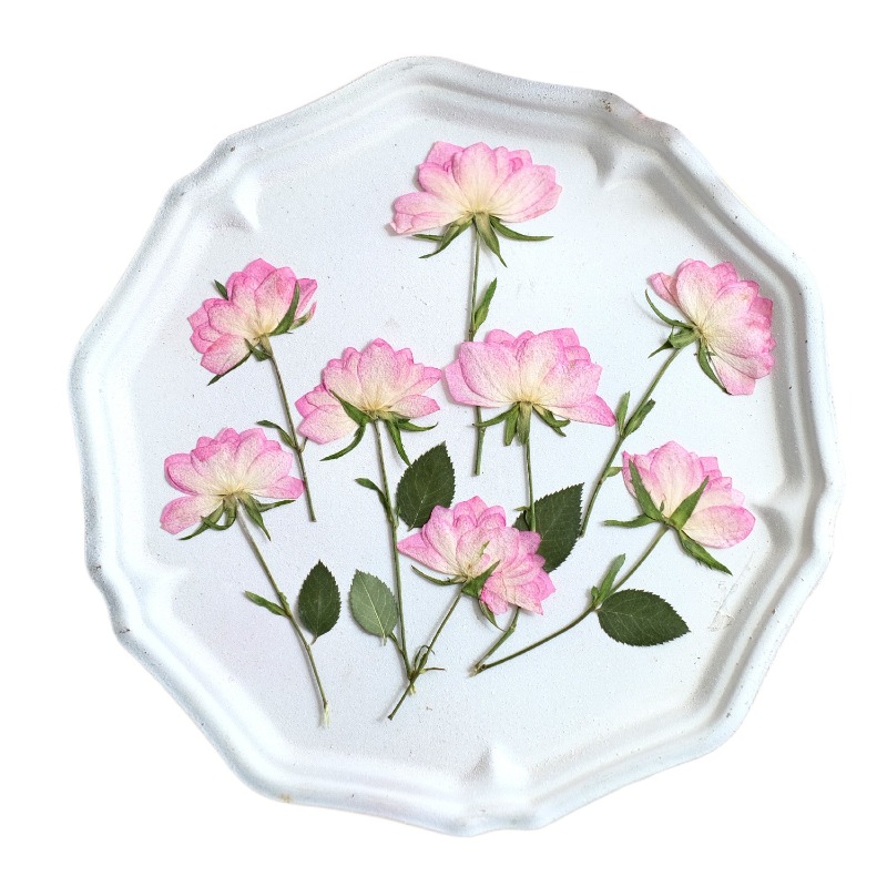 12pcs, Bunga Kering Asli untuk - Resin Art Baby ulasan dan harga