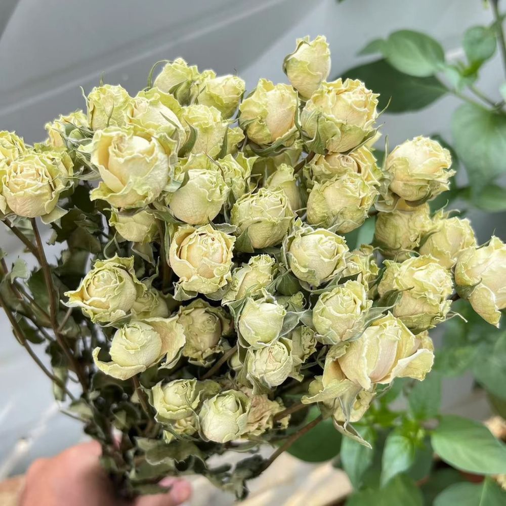 Buket Bunga Mawar Kering Alami - Resin Art Rose ulasan dan harga